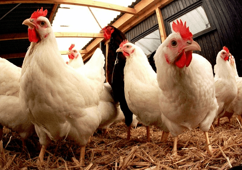 Poulets dans la basse-cour